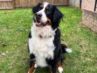 AOL Pet of the Week, October 19, 2026: Baci the Bernese mountain dog