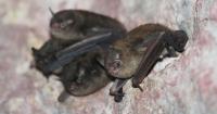 Indiana Nature Notes - Bats: Master of the Night Sky