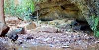 Costa Rica Owls: Camera Traps Reveal Their Hidden Live