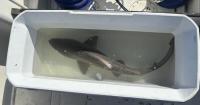 Boston Harbor is attracting sharks. Scientists say that's a good thing