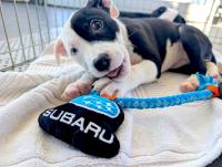 Humane Society of West Michigan Hosts Free Adoption Day