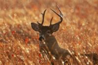 MDC encourages hunters in Ozarks to have deer sampled for CWD all season