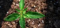 Democrat Running for Tennessee Gov. Wants to Legalize Cannabis