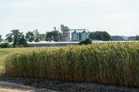 Government Restricts Sugar-Based Ethanol Production to Protect Domestic Sugar Supplies