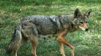 Coyote Euthanized After Toddler Injured in Backyard Encounter in Los Angeles