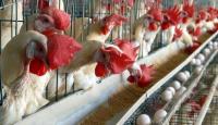Tanzania, Netherlands to boost poultry industry
