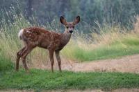 EHD Outbreak Prompts North Dakota Hunting Changes