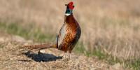 Michigan to release thousands of pheasants for fall, winter hunting