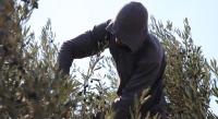 ‘Season of fear’: Escalating Israeli attacks on West Bank olive farmers, deadly strikes on Gaza