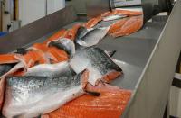 Farmed salmon are now being fed chicken - and it might actually be better than the status quo