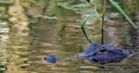 71-year-old man killed by 12-foot alligator near Florida lake
