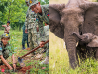 Angelina Jolie’s foundation spent 20 years protecting 150,720-acre Cambodian forests; rangers saved nearly 142 species from wire snares