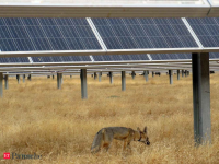 California’s endangered fox is surviving inside solar farms; how a small gap in the fence could help save them