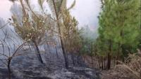Fiji Pine Limited urges public to take precautions to prevent forest fires