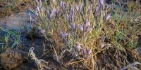 Nevada wildflower moves closer to gaining protections under Endangered Species Act