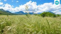 After Lehmann lovegrass was introduced to Arizona in 1932, it was planted in more than 172,000 acres; by 1988, it dominated about 347,000 acres