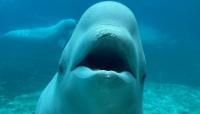 Beluga whale Cyprus dies in California months after leaving Ontario's Marineland