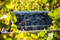 India FTA opens new opportunities for NZ wine exporters