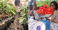 World Bank-Backed Programme Harvests Habanero Pepper in Pujehun