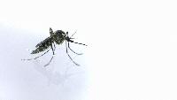Manila dengue cases now at 4,048