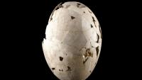 Peter Jackson Just Got an Ultra-Rare Extinct Moa Egg Back to New Zealand With the Help of De-Extinction Startup