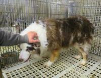 U.S. Department of Agriculture argues it's not required to enforce Animal Welfare Act