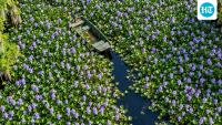 Florida embraced water hyacinth for its purple flowers in the 1880s; after spreading past 120,000 acres, it was cut it to about 2,000 acres statewide