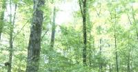 National Forest Products Week encourages Mississippians to study trees