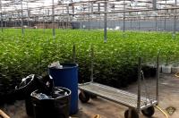 Province looking to crackdown on illegal cannabis stores