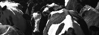 CAFO Creep Court Fights Continue in Minnesota