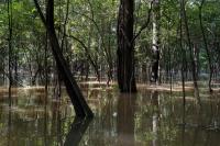 Amazon Floodplains Lost Area Size of Belgium: Land Designation Decides What Survives