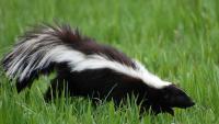 Skunk found in Elk City hospital parking lot tests positive for rabies