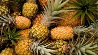 Philippine pineapple production strengthens global trade
