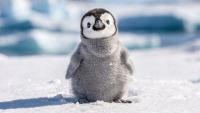 Scientists favor cute animals, while much of nature remains overlooked
