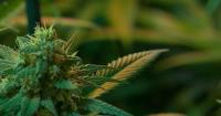 Why new federal THC limits could wipe out Georgia hemp shops by December