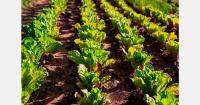 Argentina's agricultural input market draws international interest