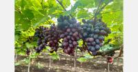 "We're expecting around 4,500 tonnes of new grape varieties in India this season"