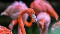 Canadian charged with animal cruelty in Vegas flamingo theft tells trial he drank '30 to 40' beers that day