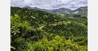 Colombian avocado sourcing expands to support year-round U.S. supply