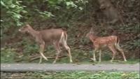 Deer-related crashes on the rise in Illinois as mating season begins