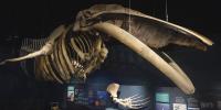 A look inside the Maine State Museum ahead of Oct. 24 reopening