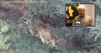 Cheyenne mountain lion euthanized after three sightings, second reported nearby