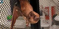 Bat Week shines lights on Hawaii’s only native land mammal