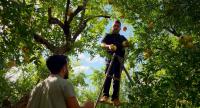 Idlib pomegranate farmers seek new markets to sell surplus harvest