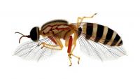 Research report: Karyotype characteristics and gene COI sequences of Chironomus bonus Shilova et Dzhvarsheishvili, 1974 ( Diptera , Chironomidae ) from the South Caucasus (Republic of Georgia, Paravani river)