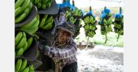 El Niño threatens banana supply as growers face rising production costs