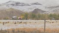Montana Livestock Loss Board grant applications due Nov. 4