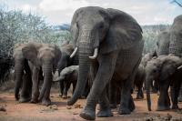 Large animals are living carbon stores. Does that make saving them a climate solution?