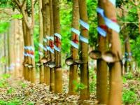 Japanese rubber gains on production worries