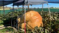 Ohio grower protects giant pumpkin from cold before weigh-in
